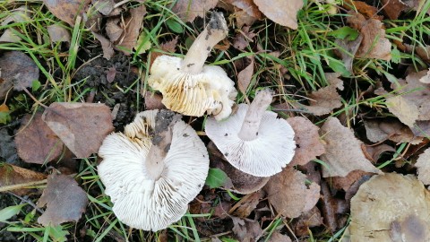 Tricholoma scalpturatum