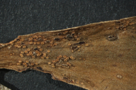 Puccinia primulae