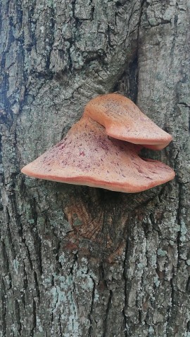 Fistulina hepatica