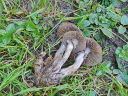 Cyclocybe erebia