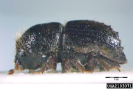 Ips typographus