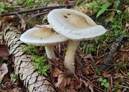 Melanoleuca subalpina