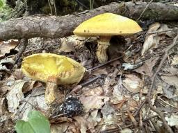 Suillus grevillei