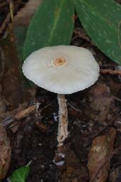 Lepiota clypeolaria