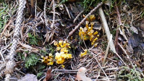 Craterellus tubaeformis