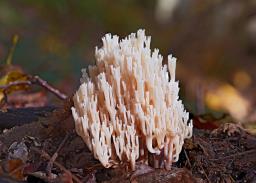 Artomyces pyxidatus