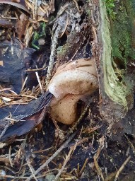 Tylopilus felleus