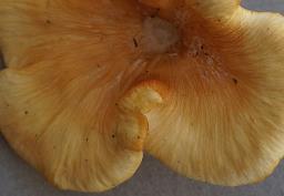 Neofavolus suavissimus