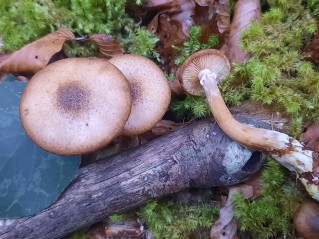 Armillaria borealis