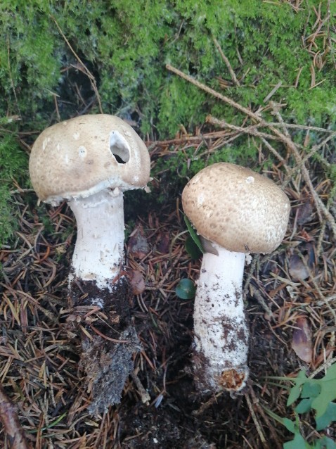 Agaricus augustus