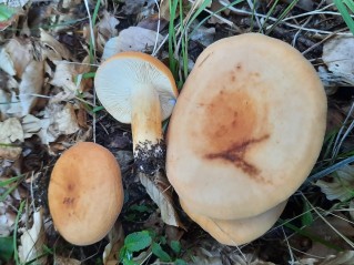 Lactifluus volemus