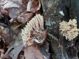 Ramaria stricta