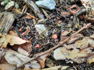 Lycogala epidendrum