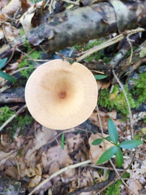 Infundibulicybe gibba