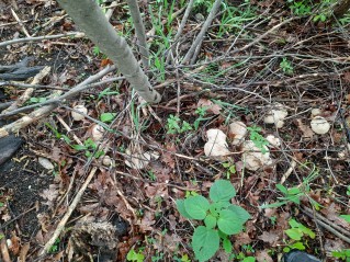 Calocybe gambosa