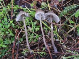 Mycena leptocephala