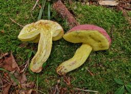 Butyriboletus regius