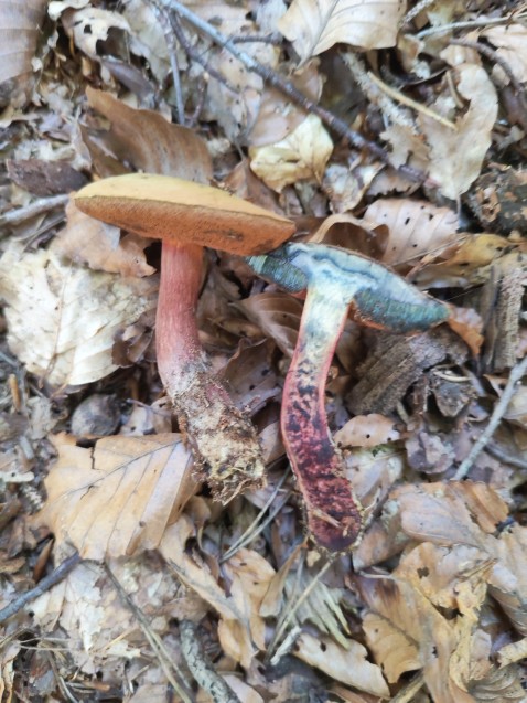 Suillellus mendax