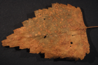 Melampsoridium betulinum