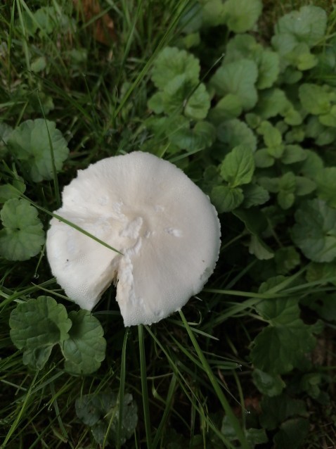Leucoagaricus leucothites