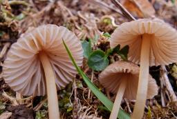 Mycena olivaceomarginata
