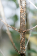 Nectria cinnabarina