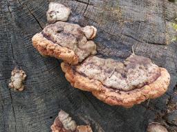 Gloeophyllum odoratum