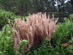 Ramaria gracilis