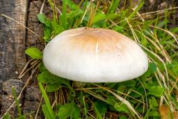 Pluteus pellitus