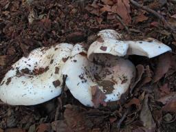 Russula chloroides