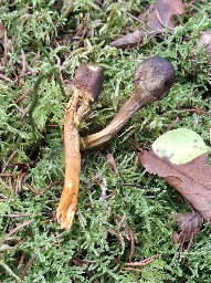 Tolypocladium capitatum