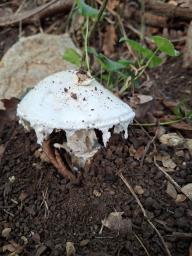 Amanita ovoidea