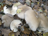 Clitocybe nebularis