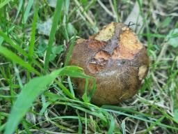 Cyanoboletus pulverulentus