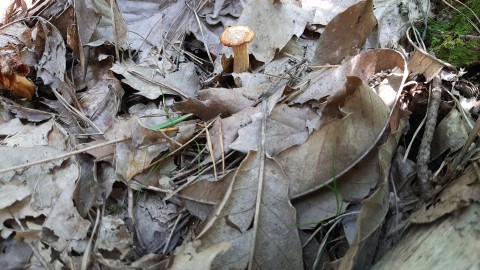 Cantharellus cibarius