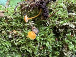 Rickenella fibula