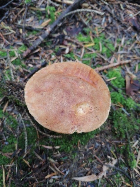 Butyriboletus appendiculatus