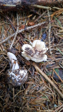 Amanita porphyria