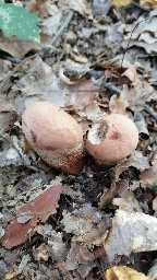 Leccinum aurantiacum