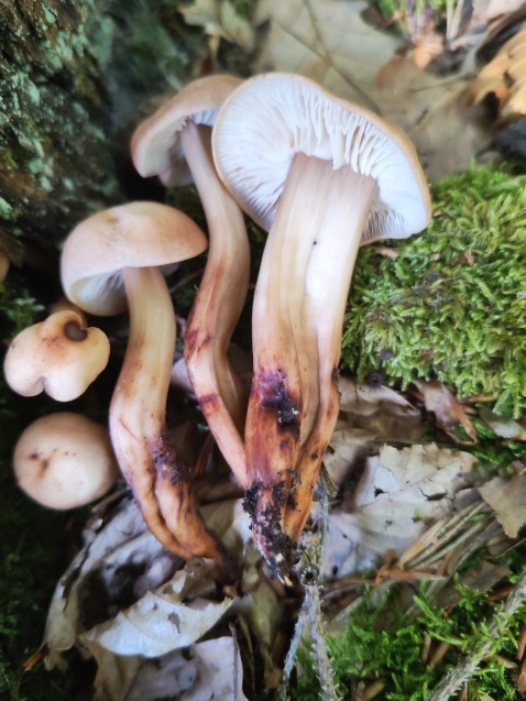 Gymnopus fusipes