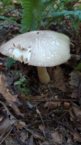 Megacollybia platyphylla