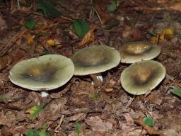 Russula heterophylla