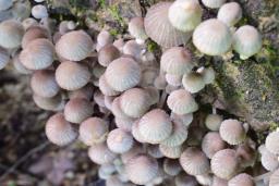 Coprinellus disseminatus