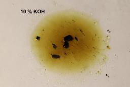 Hypoxylon perforatum