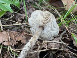 Lepiota griseovirens