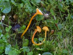 Hygrocybe cantharellus