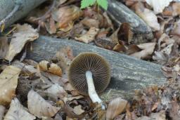 Psathyrella tephrophylla