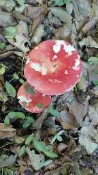 Russula grata