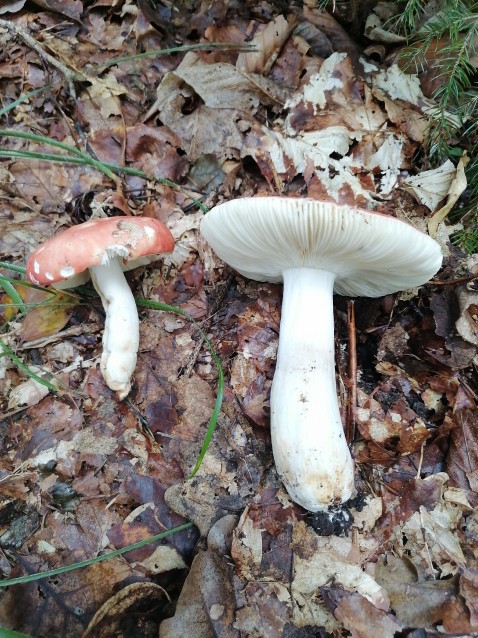 Russula aurora