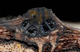 Lopadostoma dryophilum